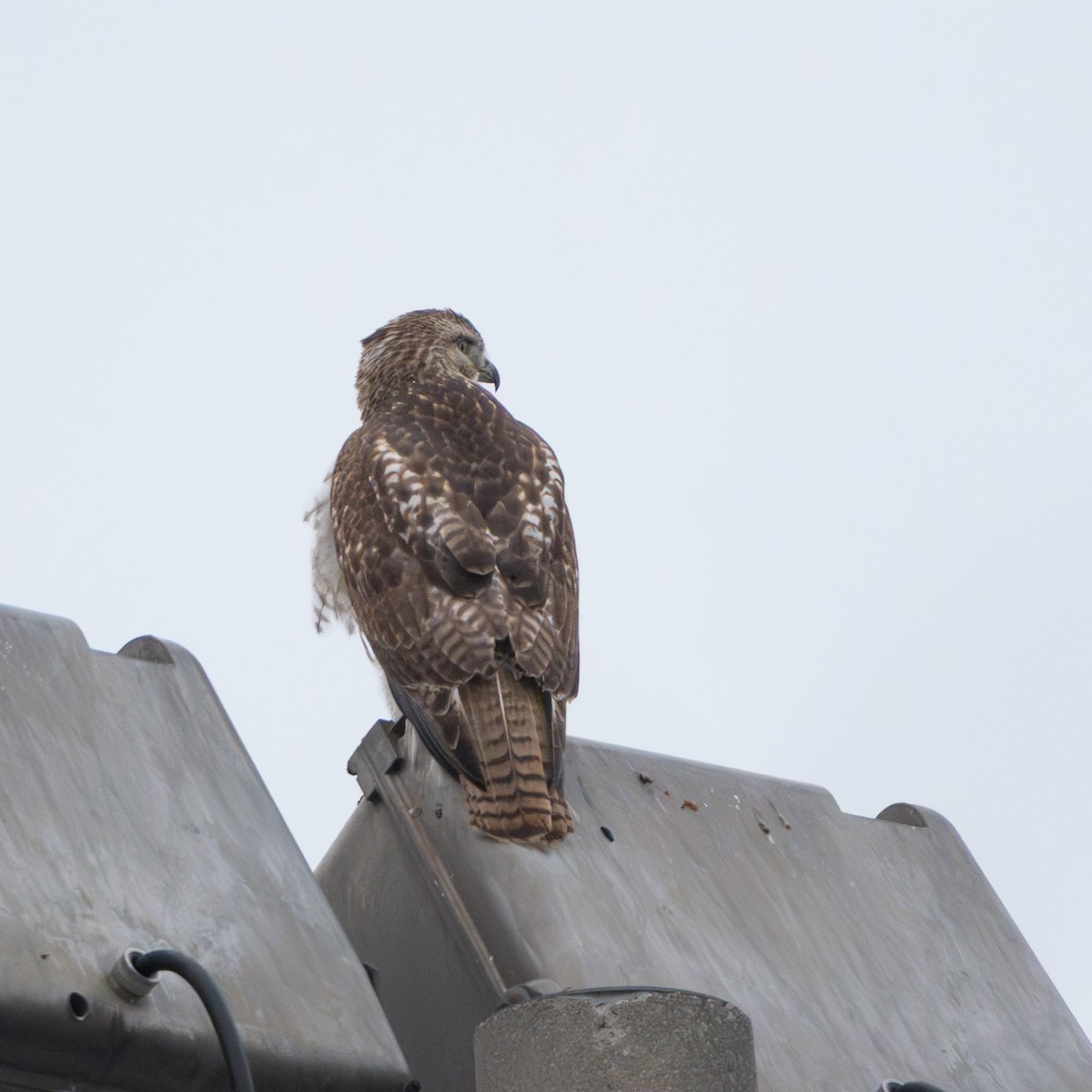 Zapelatz buztangorria - ML646487391