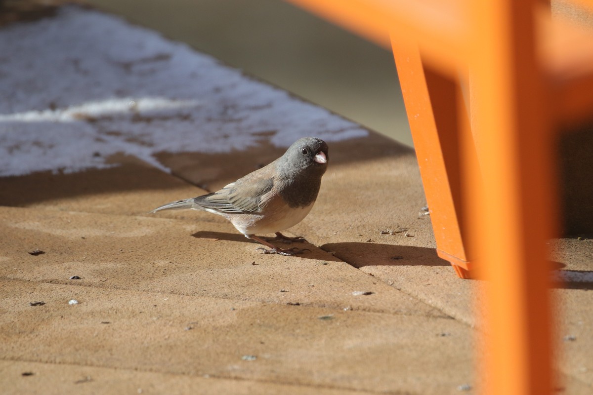 strnadec zimní [skupina oreganus] - ML646487392