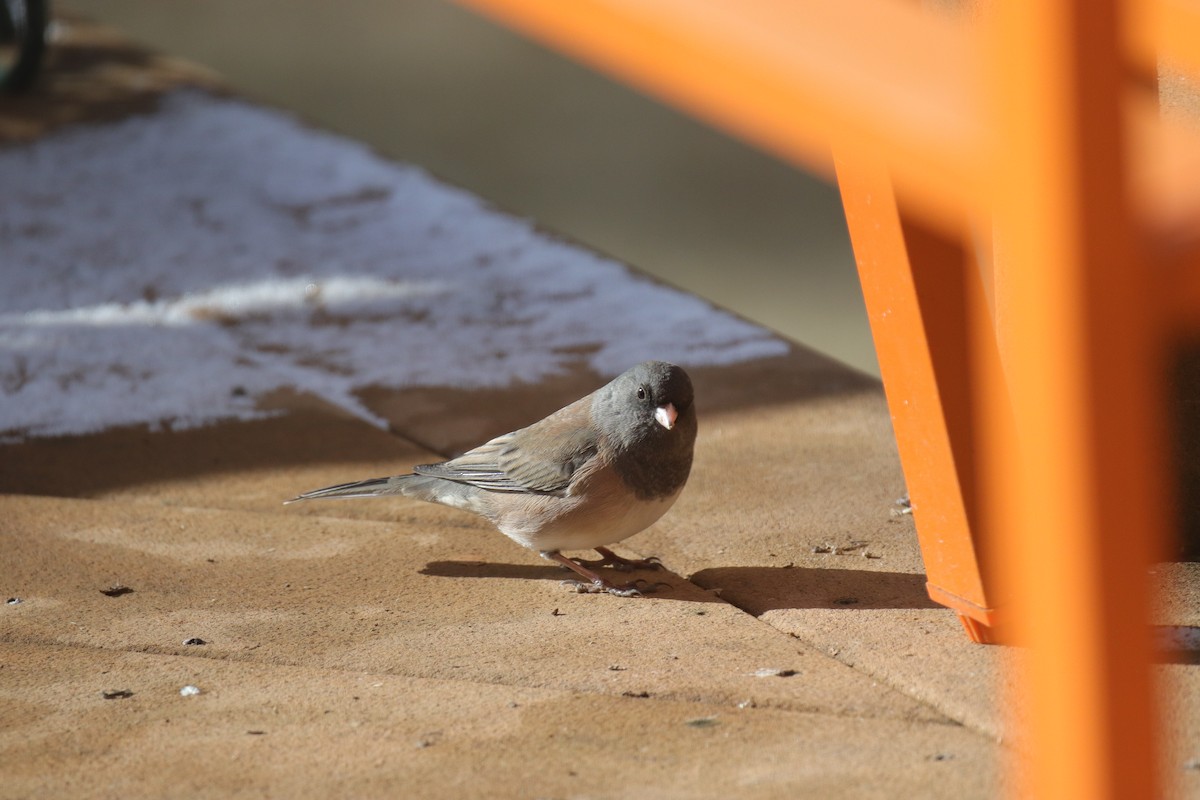 strnadec zimní [skupina oreganus] - ML646487393