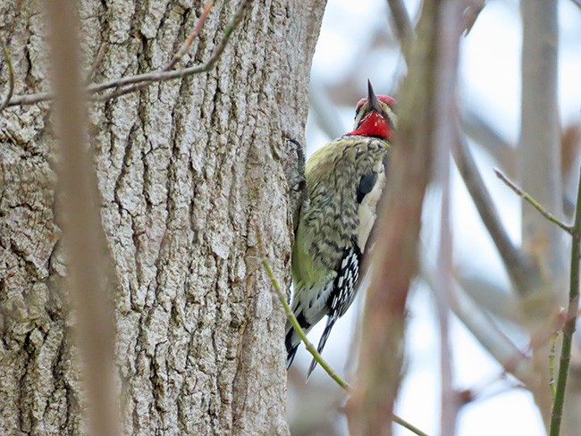 Yellow-bellied Sapsucker - ML646487396