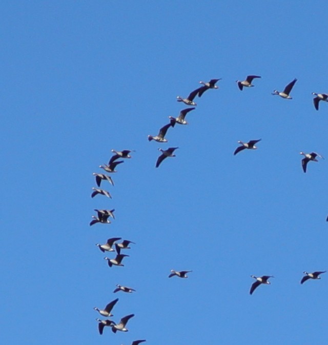 Greater White-fronted Goose - ML646487397