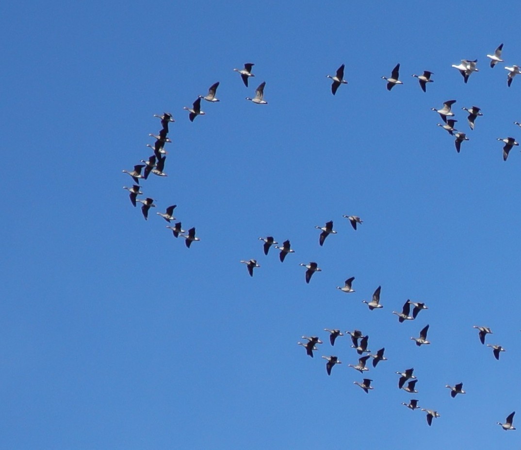 Greater White-fronted Goose - ML646487398