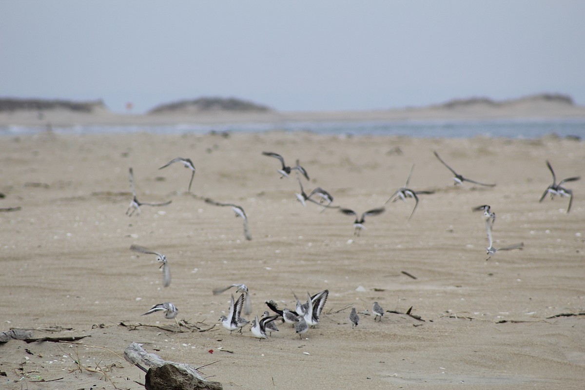 三趾濱鷸 - ML646487399