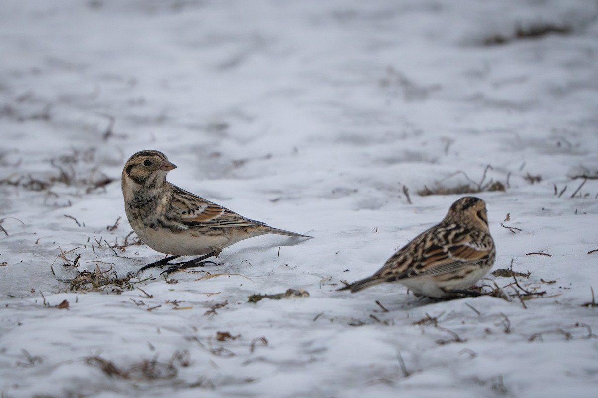 Zigolo della Lapponia - ML646487400