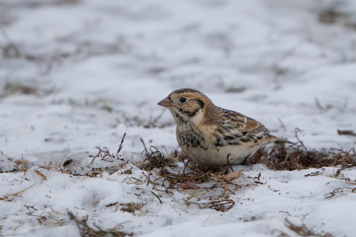 Zigolo della Lapponia - ML646487401