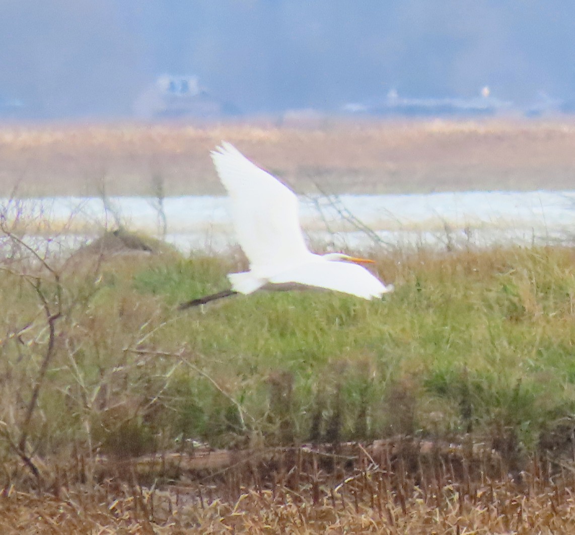 Great Egret - ML646487402