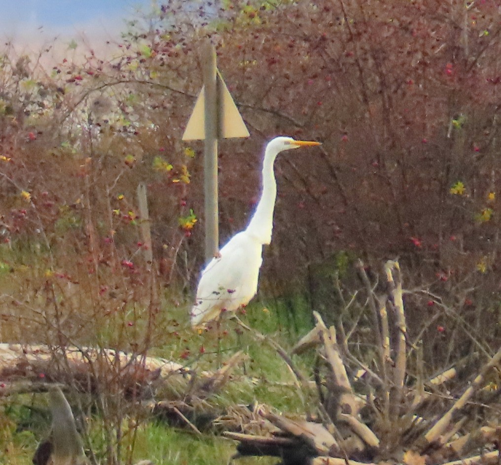Great Egret - ML646487403