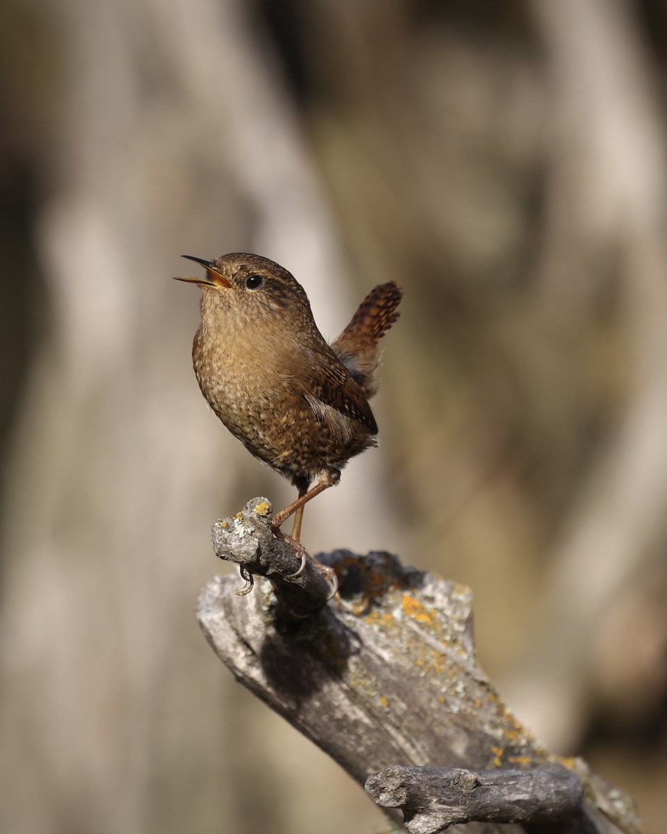 Pacific Wren - ML646487405