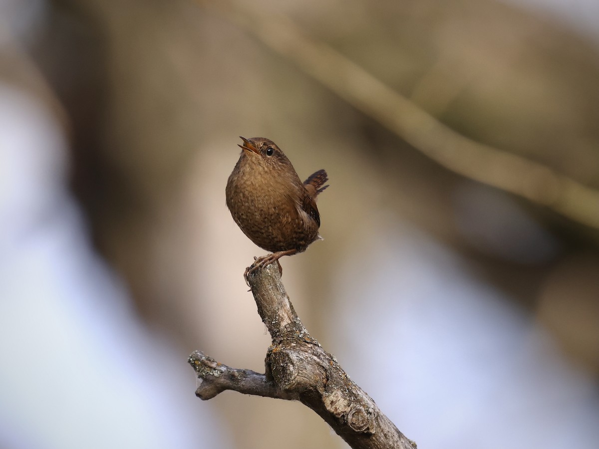 Pacific Wren - ML646487406