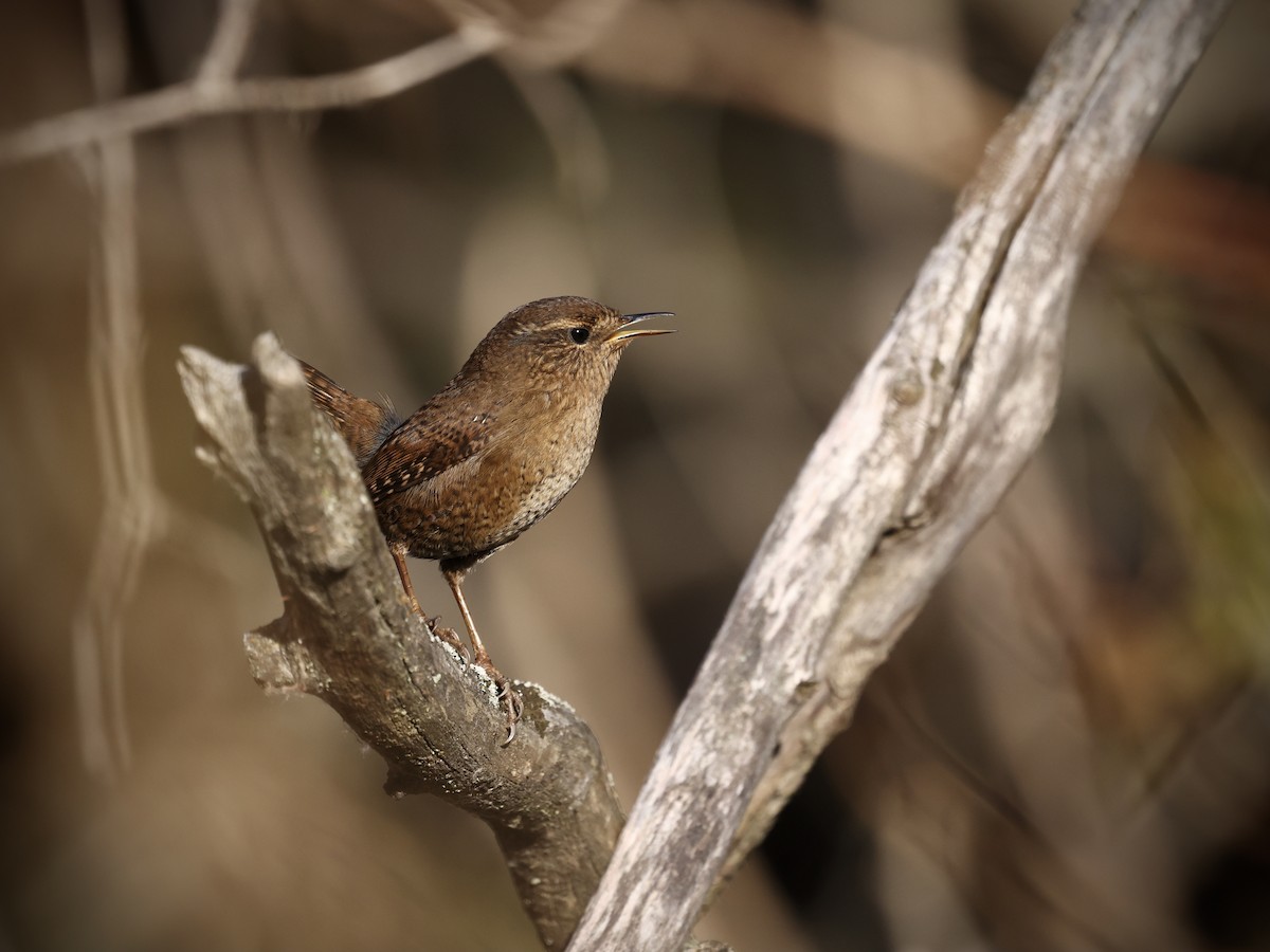 Pacific Wren - ML646487407