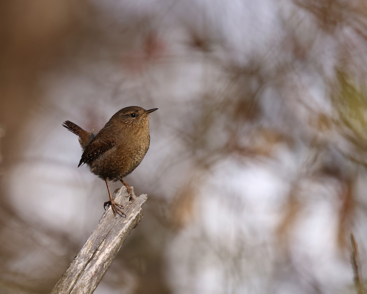 Pacific Wren - ML646487408