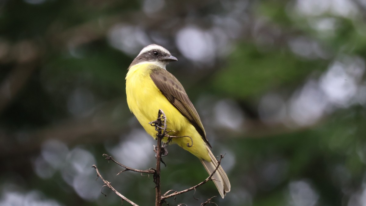 Красношапочный бентеви [группа texensis] - ML646487409