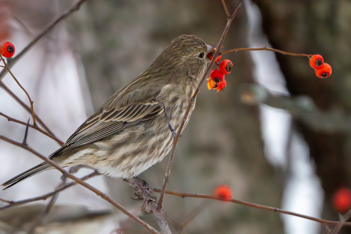 House Finch - ML646487410