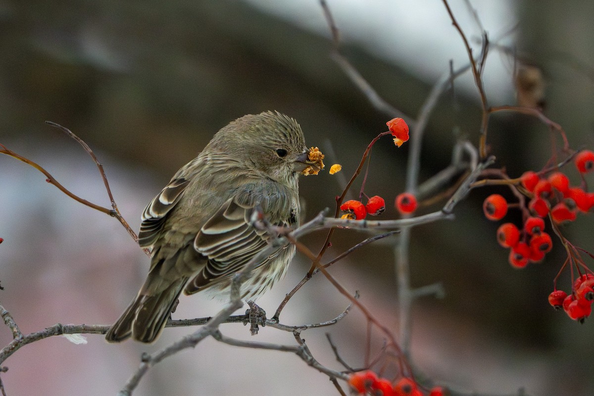 House Finch - ML646487411