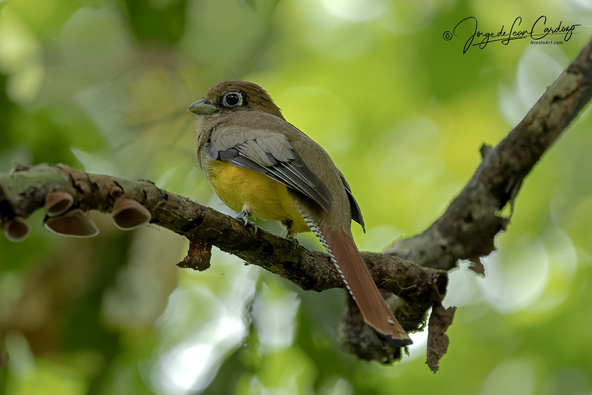Graceful Black-throated Trogon - ML646487414