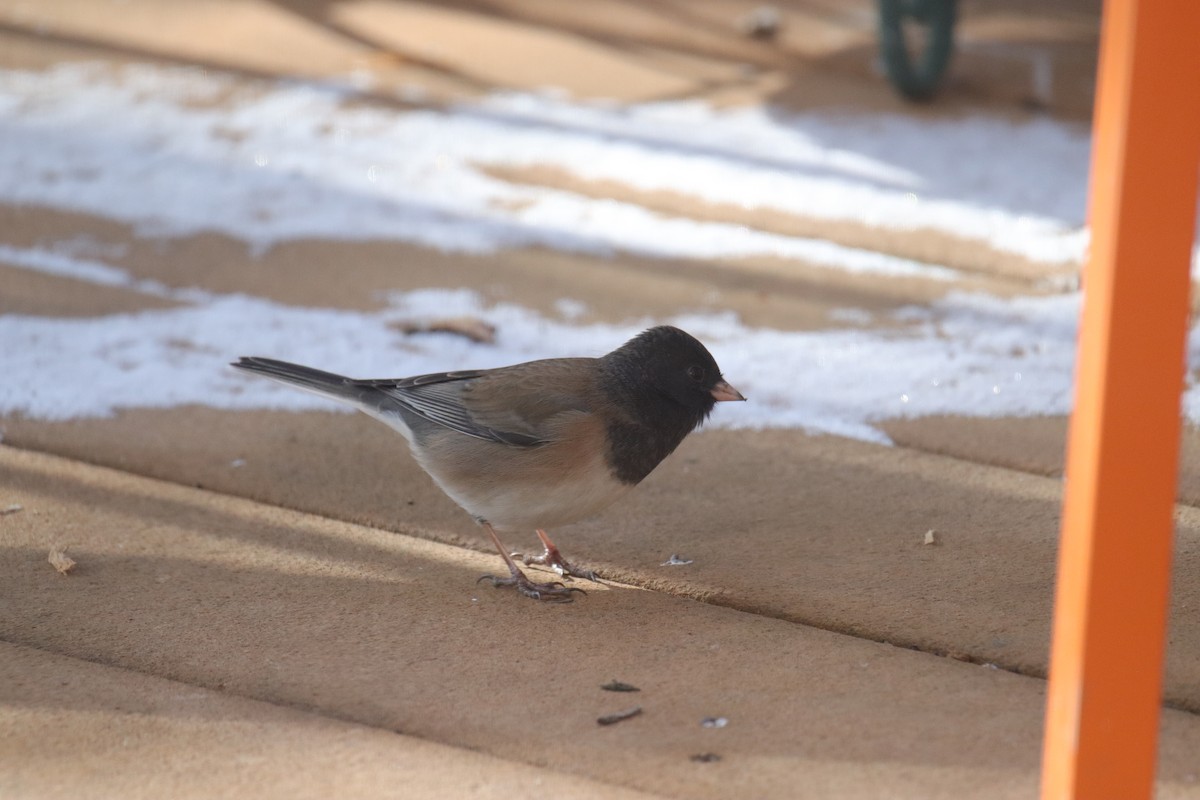 strnadec zimní [skupina oreganus] - ML646487416