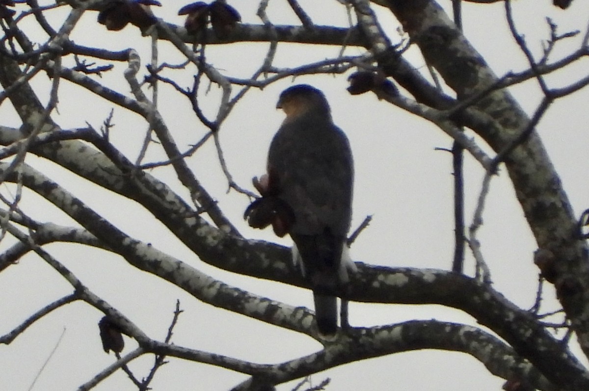 jestřáb americký - ML646487419