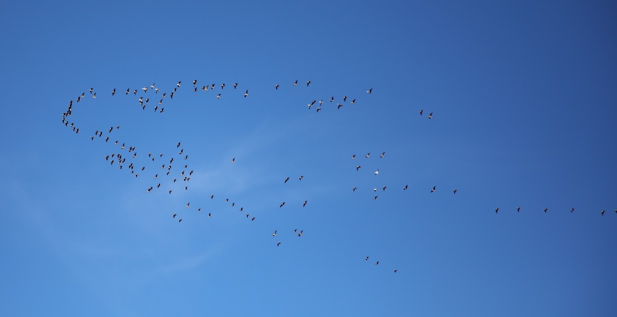 Cackling Goose - ML646487422