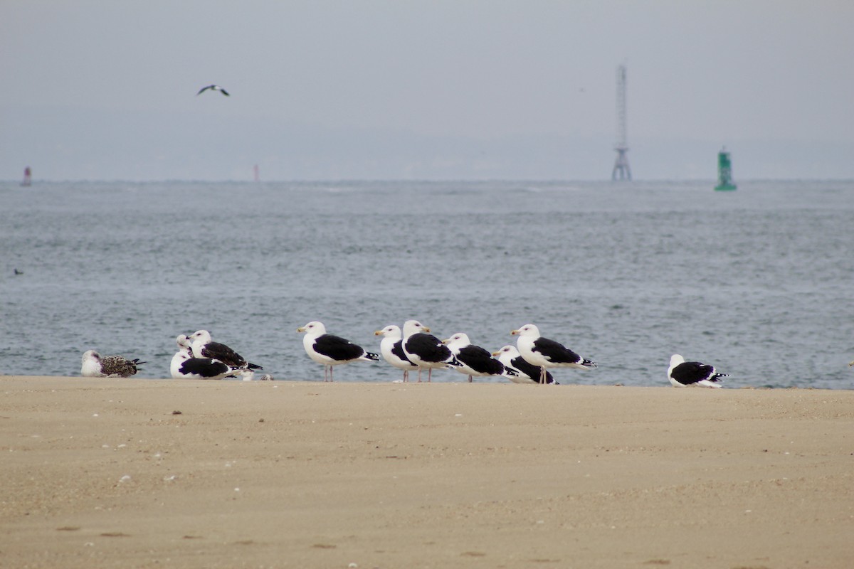 Great Black-backed Gull - ML646487424