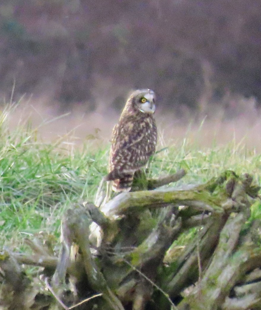 Short-eared Owl - ML646487425
