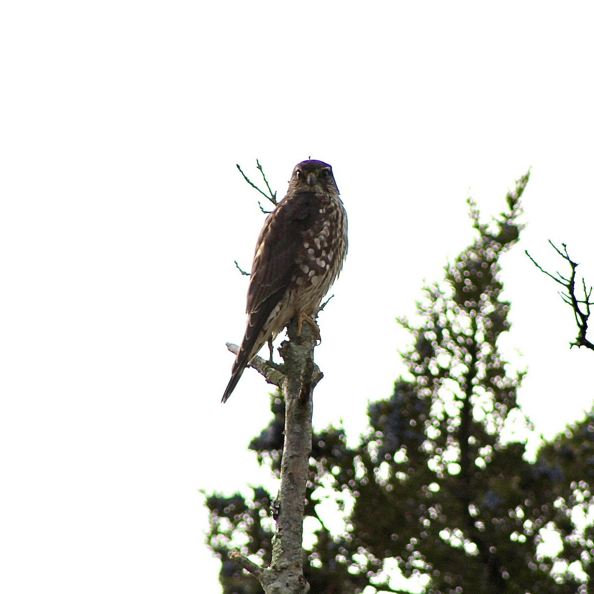 灰背隼 - ML646487429