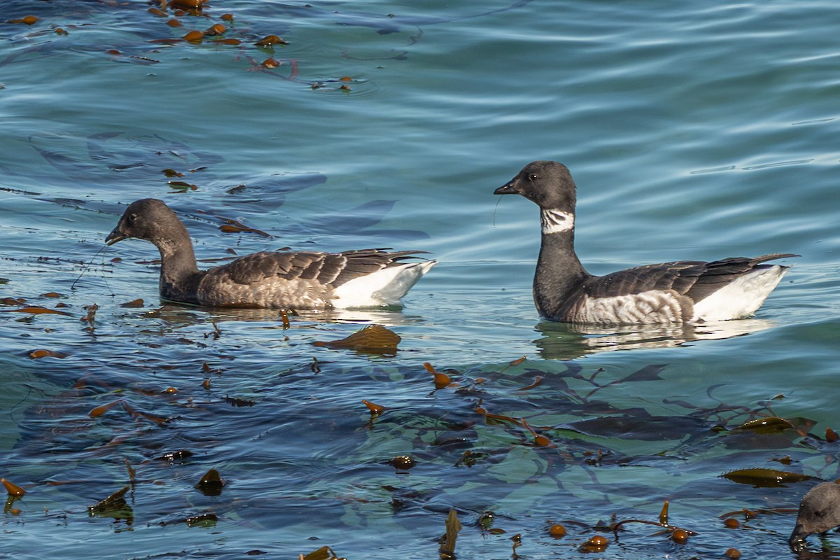 Brant (Black) - ML646487430