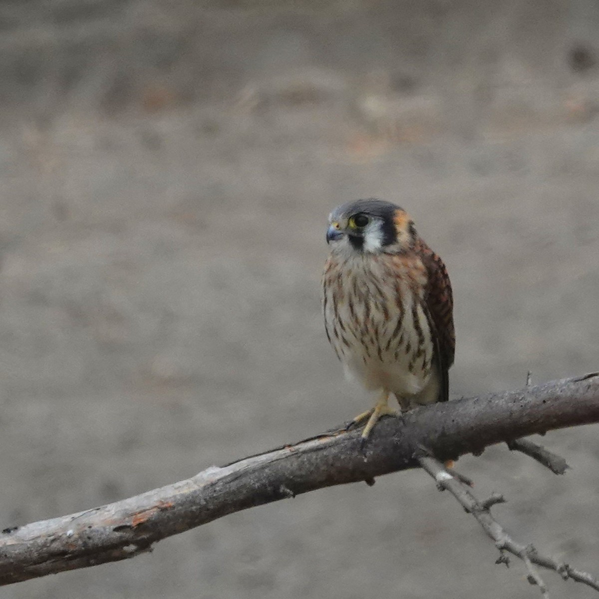 poštolka pestrá - ML646487433