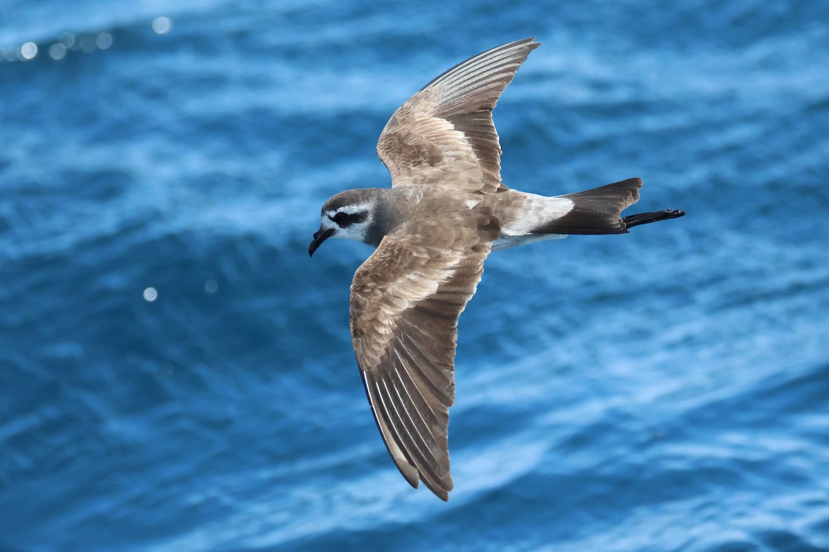 יסעורון לבן-פנים - ML646487438