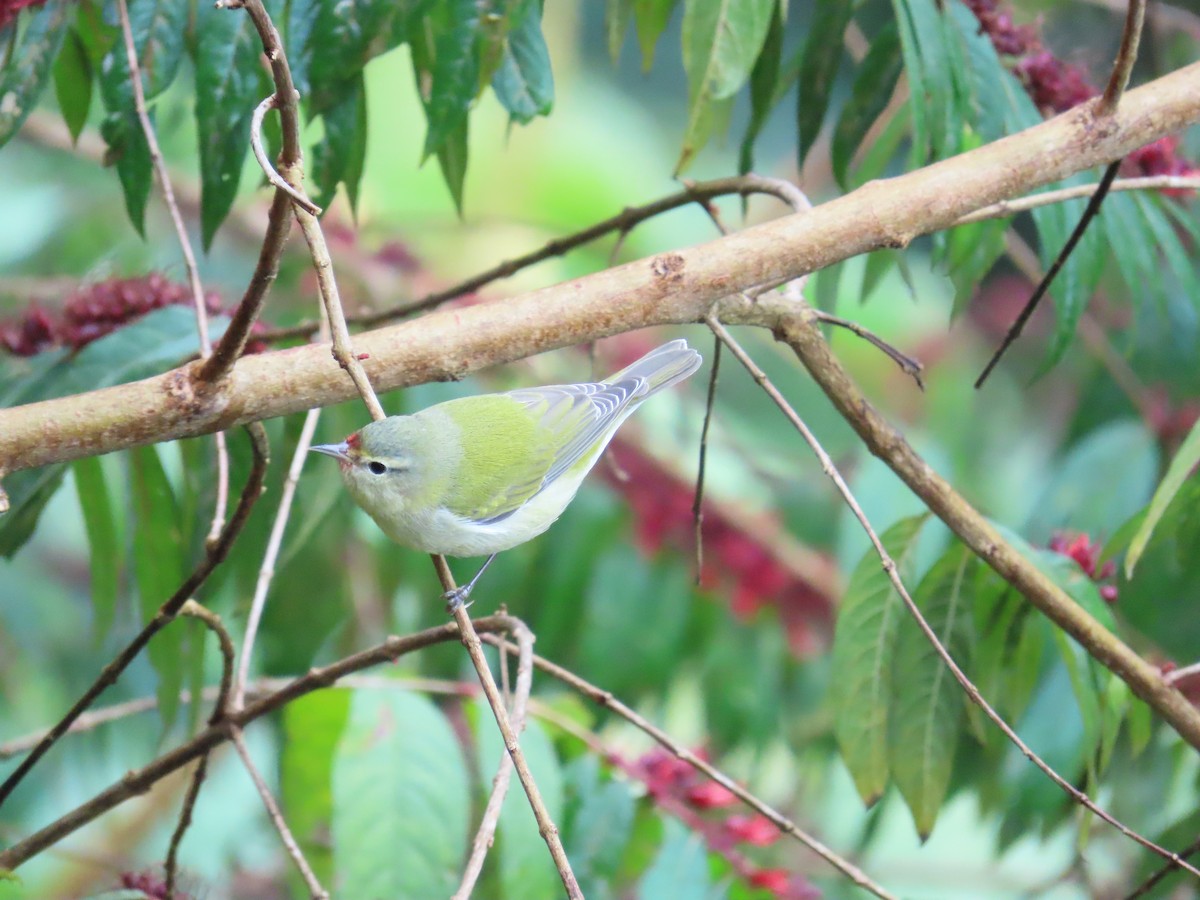 Червоїд світлобровий - ML646487441