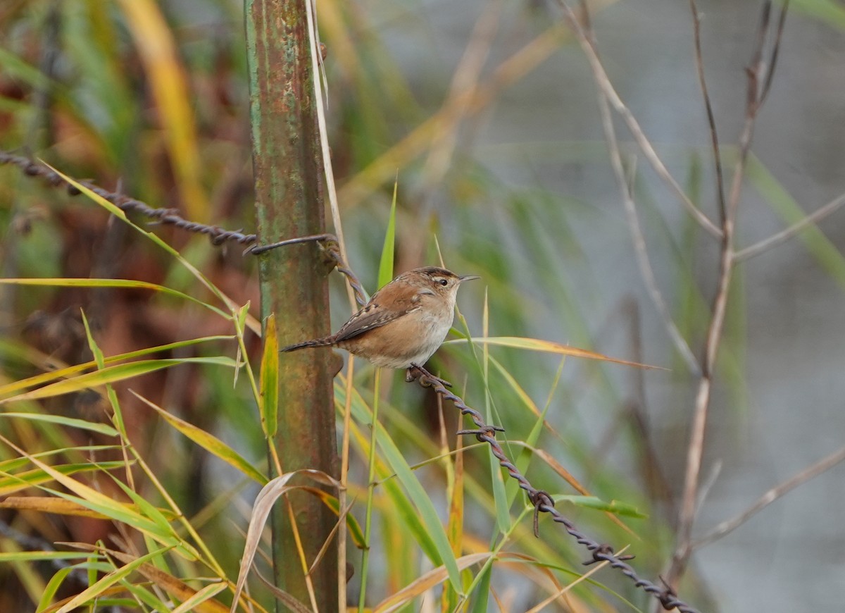 Marsh Wren - ML646487442