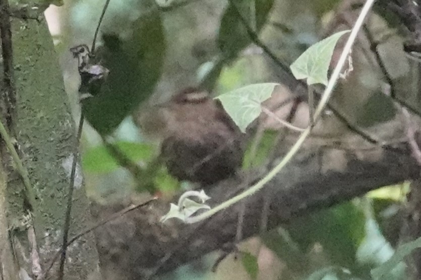 Pallid Spinetail - ML646487448