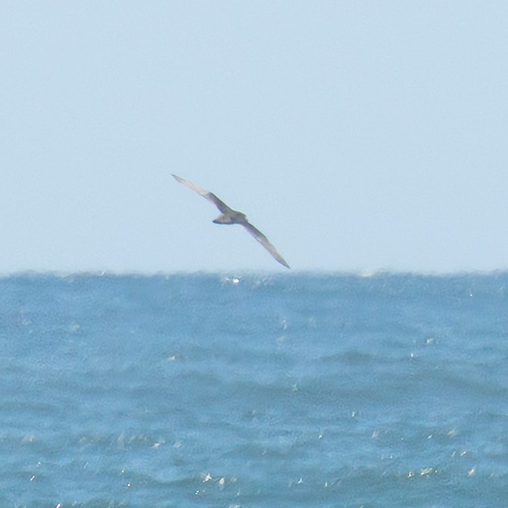 Parasitic Jaeger - ML646487449