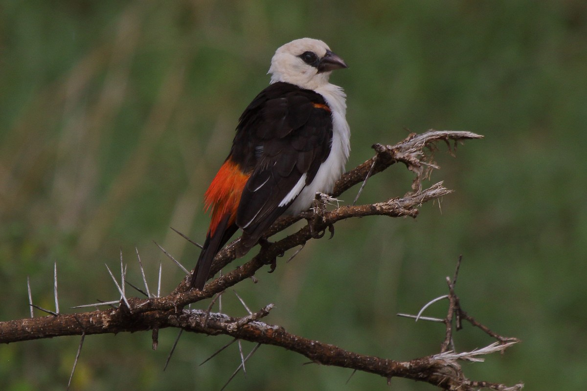 White-headed Buffalo-Weaver - ML646487451
