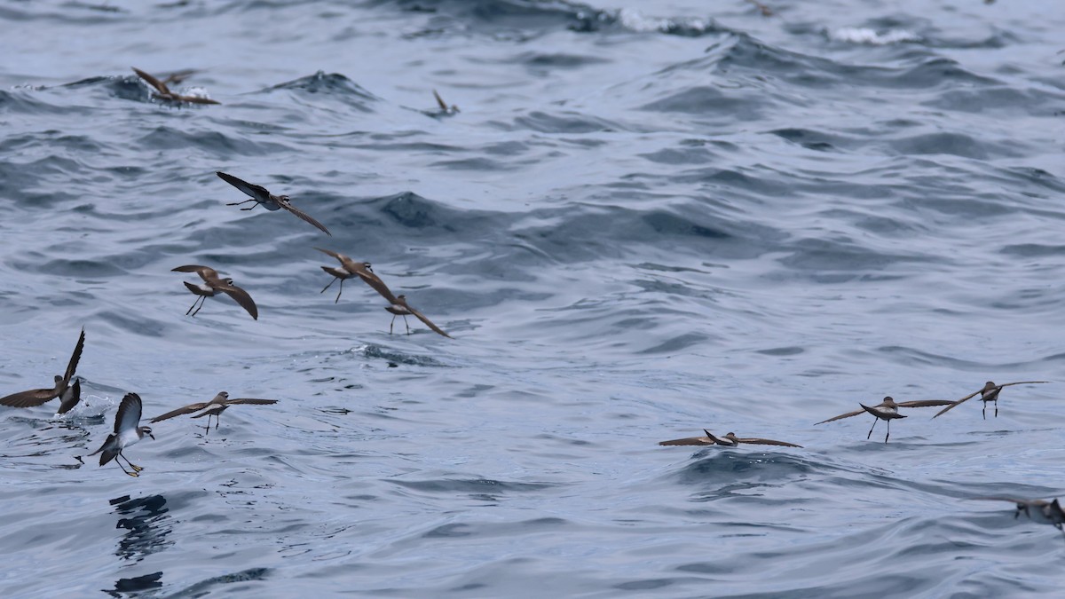 יסעורון לבן-פנים - ML646487454