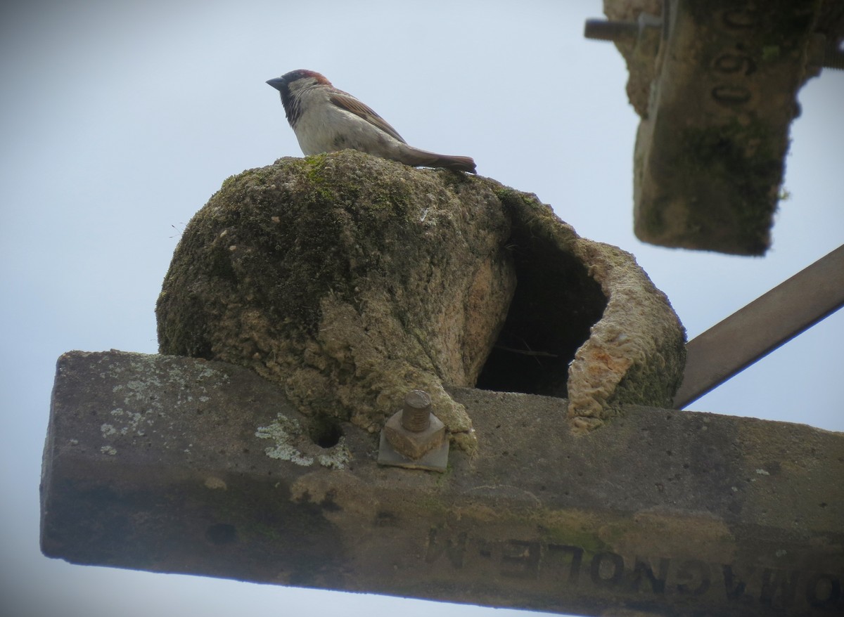 House Sparrow - ML646487458