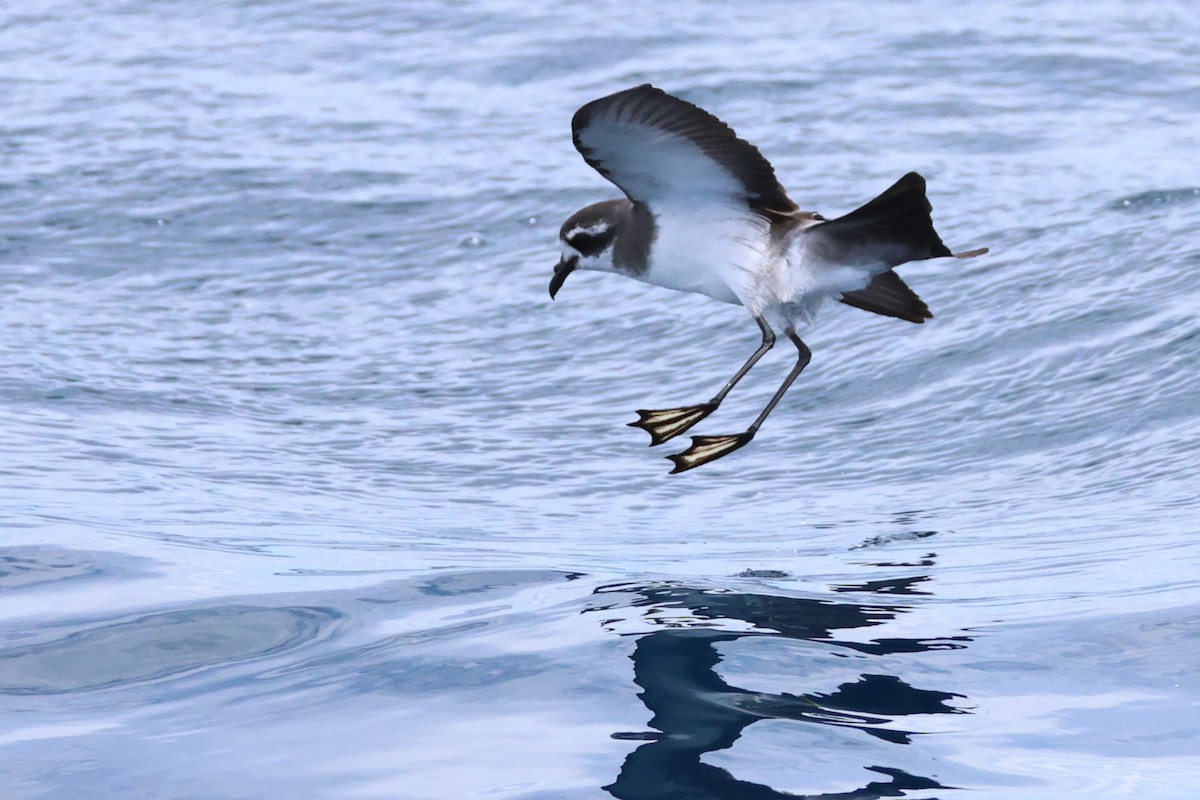 יסעורון לבן-פנים - ML646487463