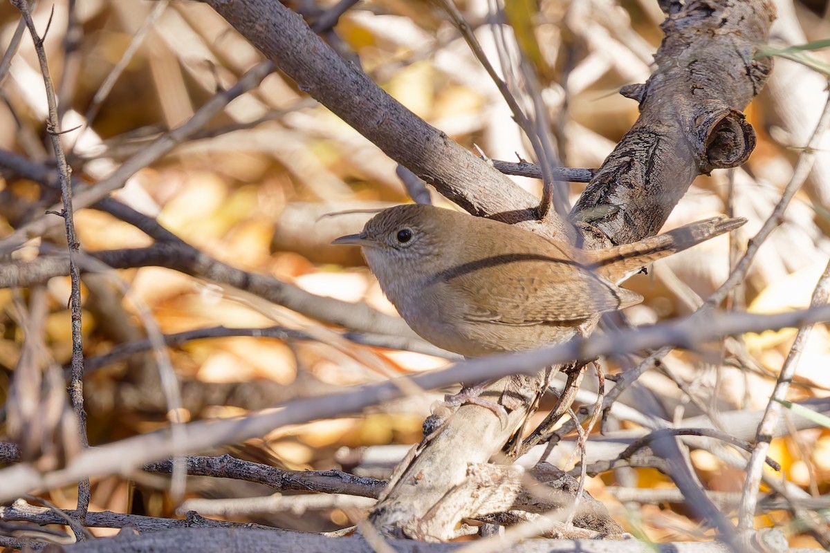 střízlík zahradní [skupina aedon] - ML646487464