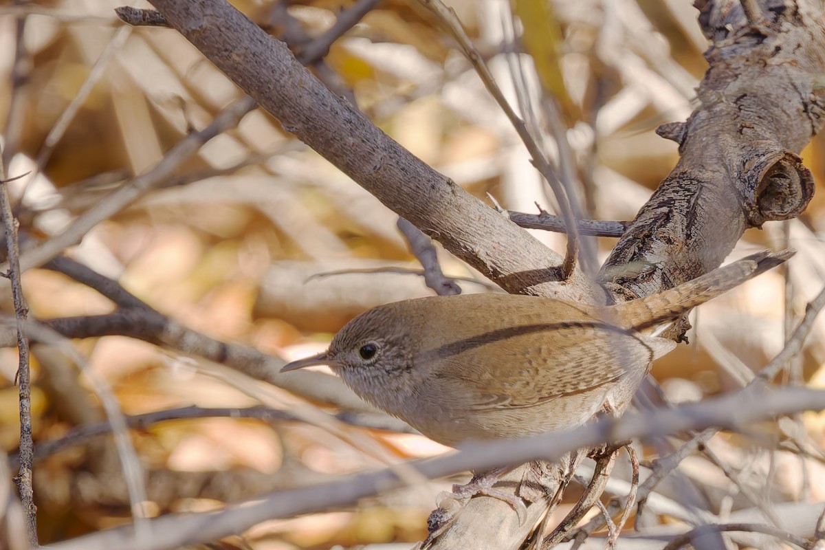 střízlík zahradní [skupina aedon] - ML646487465