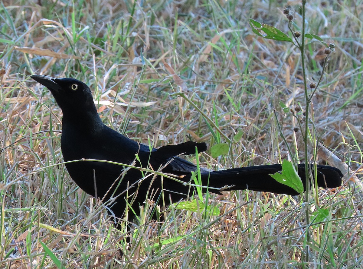Nicaraguan Grackle - ML646487467