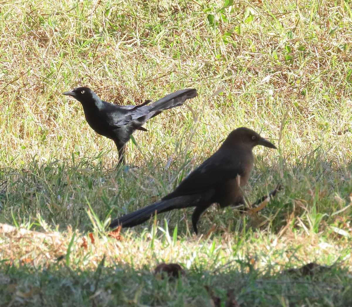 Nicaraguan Grackle - ML646487468