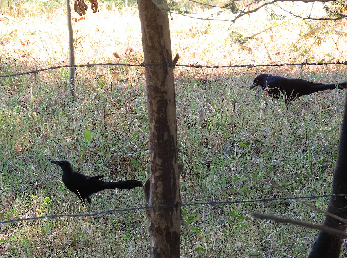 Nicaraguan Grackle - ML646487469
