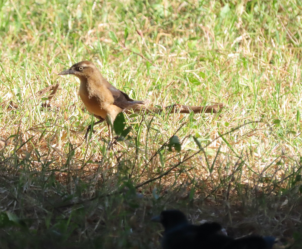 Nicaraguan Grackle - ML646487471