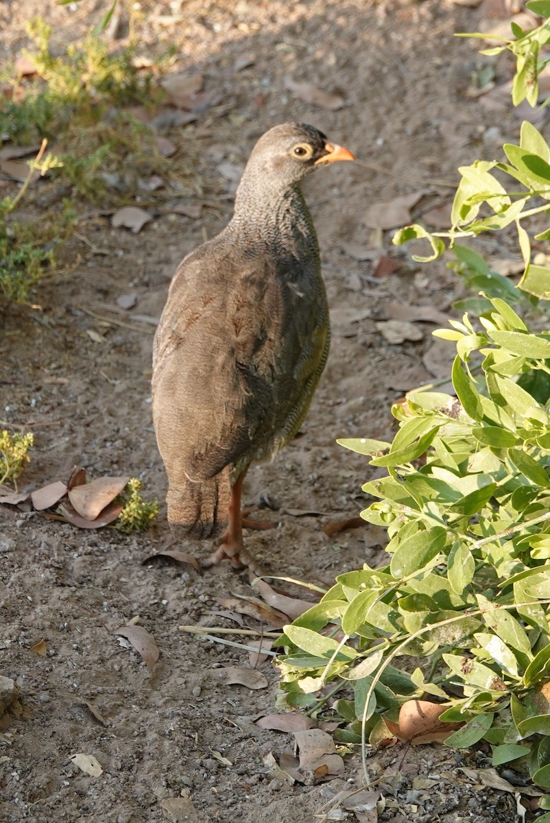 Red-billed Spurfowl - ML646487472