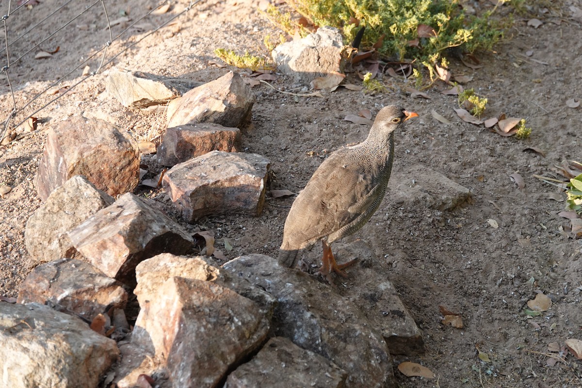 Red-billed Spurfowl - ML646487473