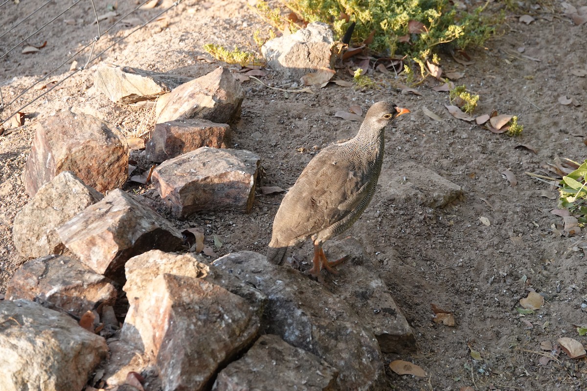 Red-billed Spurfowl - ML646487474