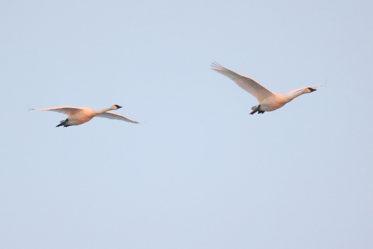 Trumpeter Swan - ML646487476