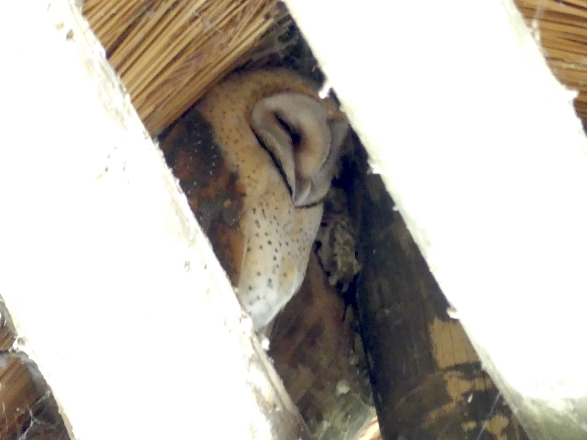 Western Barn Owl (African) - ML646487478