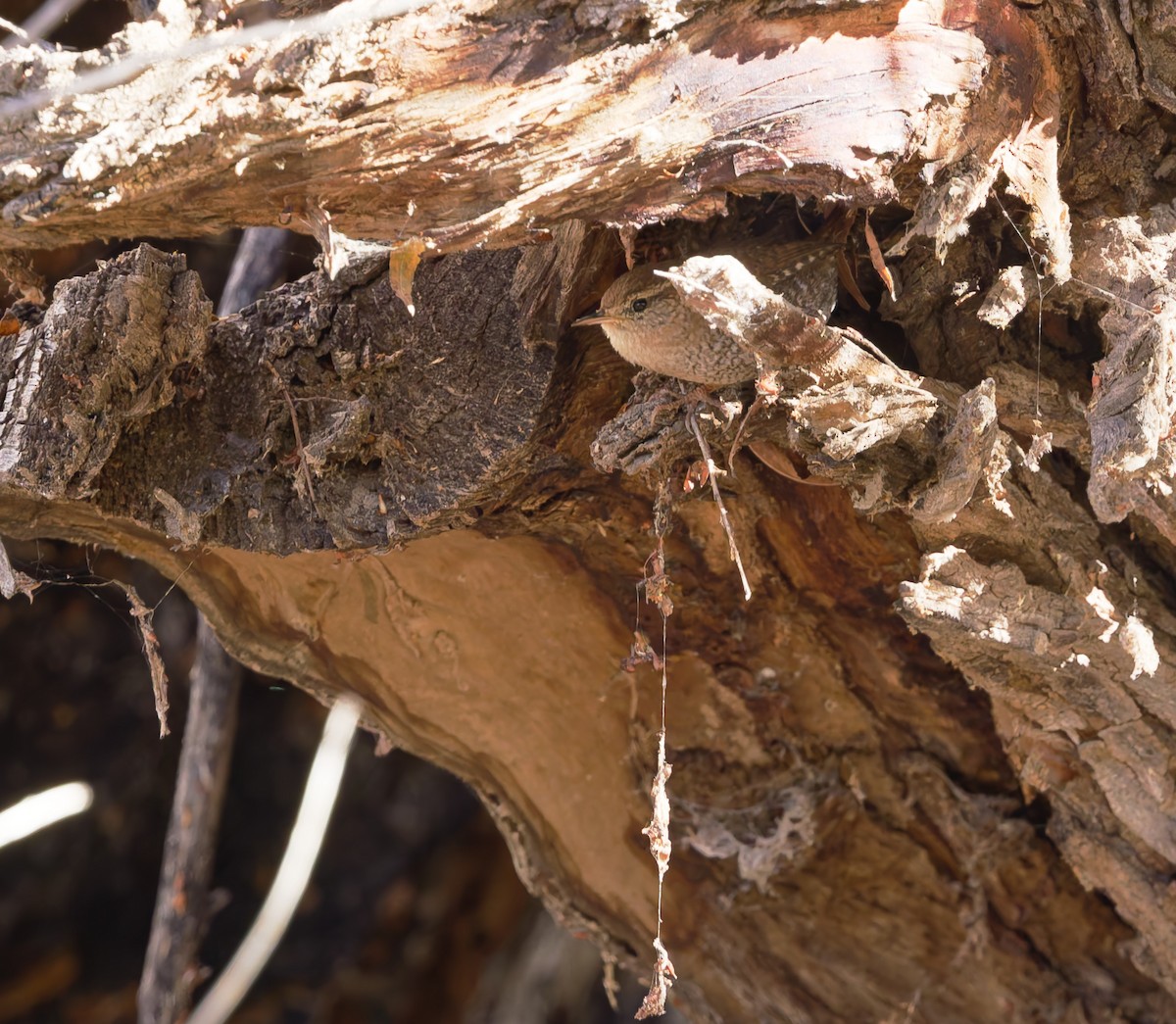 Winter Wren - ML646487480