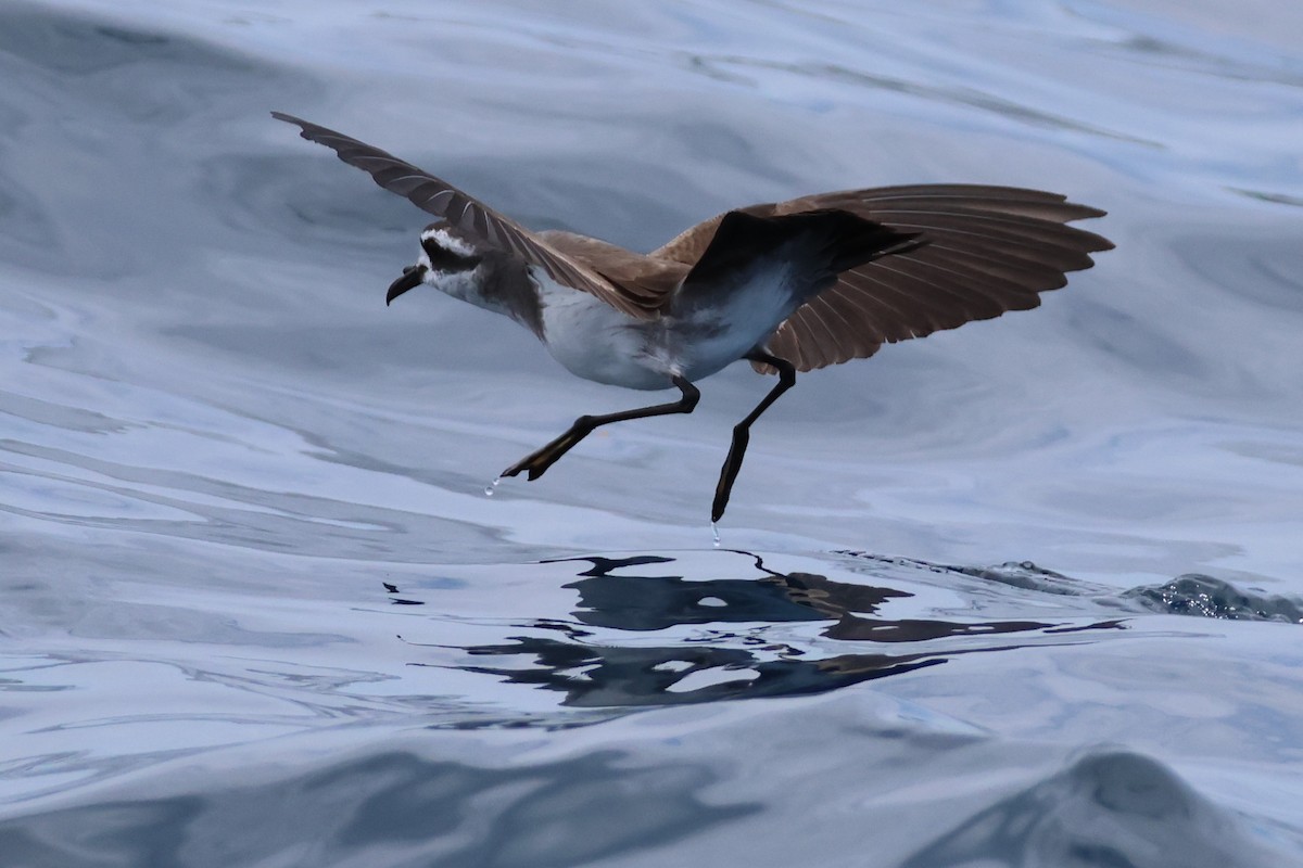 יסעורון לבן-פנים - ML646487481
