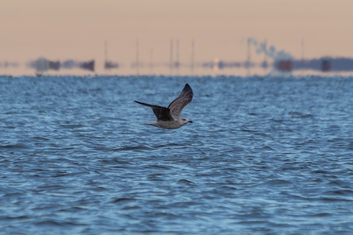 Great Black-backed Gull - ML646487482